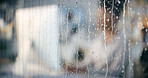 Rain, office and window closeup  with work of woman at computer for digital update of website at job. Blur, drops and glass with professional web design employee at social media and creative agency