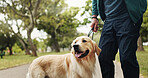 Walking, dog and relax with legs in park for training, adventure and playing fetch. Animal care, support and morning with person and Labrador pet in nature for bonding, guide and wellness together