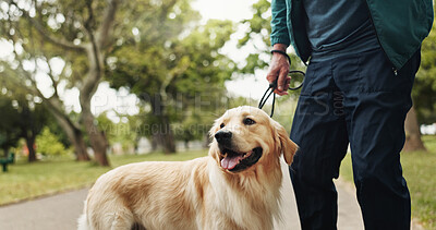 Buy stock photo Walking, dog and relax with legs in park for training, adventure and playing fetch. Animal care, support and morning with person and Labrador pet in nature for bonding, guide and wellness together