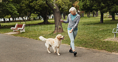 Buy stock photo Walking, dog and tennis ball with old woman in park for training, adventure and health. Animal care, support and morning with person and Labrador pet in nature for bonding, guide and wellness