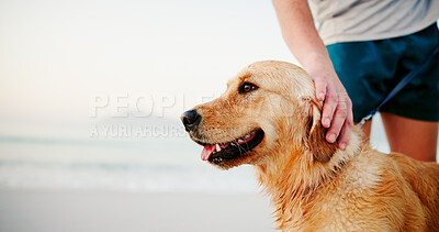 Buy stock photo Beach, dog and walking with man for exercise, fitness and health outdoor at morning with animal. Pet, vacation and golden retriever by sea with workout and wellness on holiday trip in Miami with joy