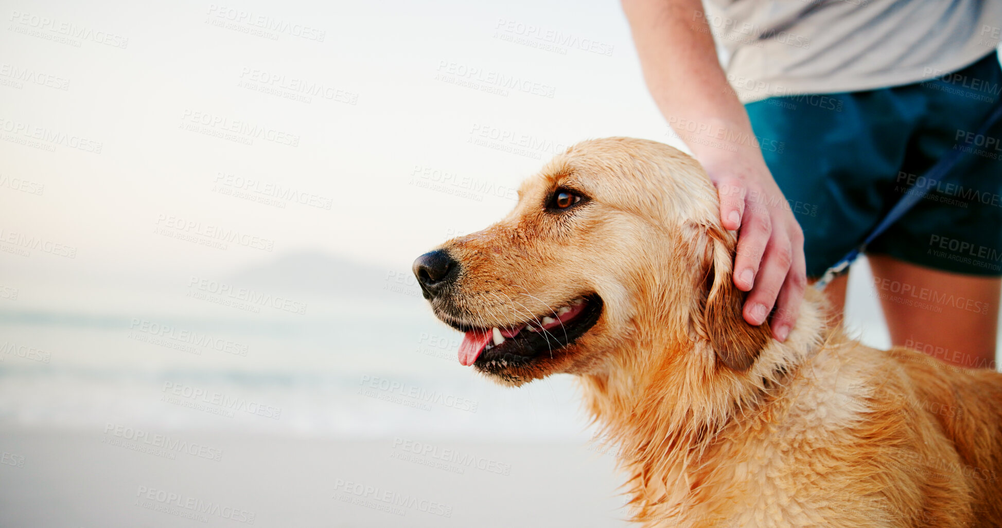 Buy stock photo Beach, dog and walking with man for exercise, fitness and health outdoor at morning with animal. Pet, vacation and golden retriever by sea with workout and wellness on holiday trip in Miami with joy