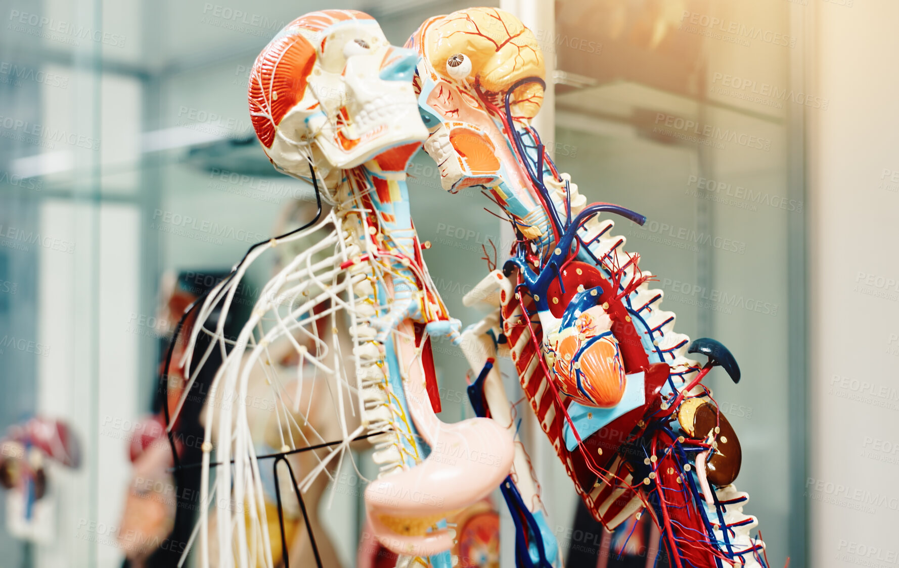 Buy stock photo Medical school, research and human model for skeleton, learning and cardiology in science or health. Circulatory system, medicine and college as anatomy, organs or heart for study or biology in Japan