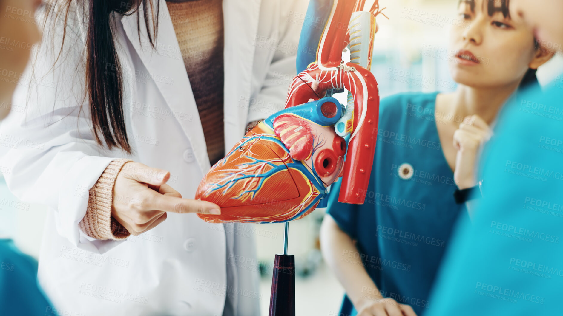 Buy stock photo Hands, professor and students with heart in hospital for lesson, education or practical training. People, learning and healthcare group with mentor in cardiology with human model at college in Japan.