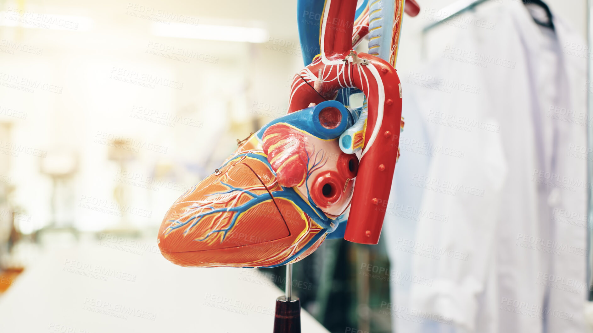 Buy stock photo Heart, anatomy and medical model of organ for cardiology, learning and education in hospital. University, cardiovascular and study with blood circulation demonstration for doctor training in Japan