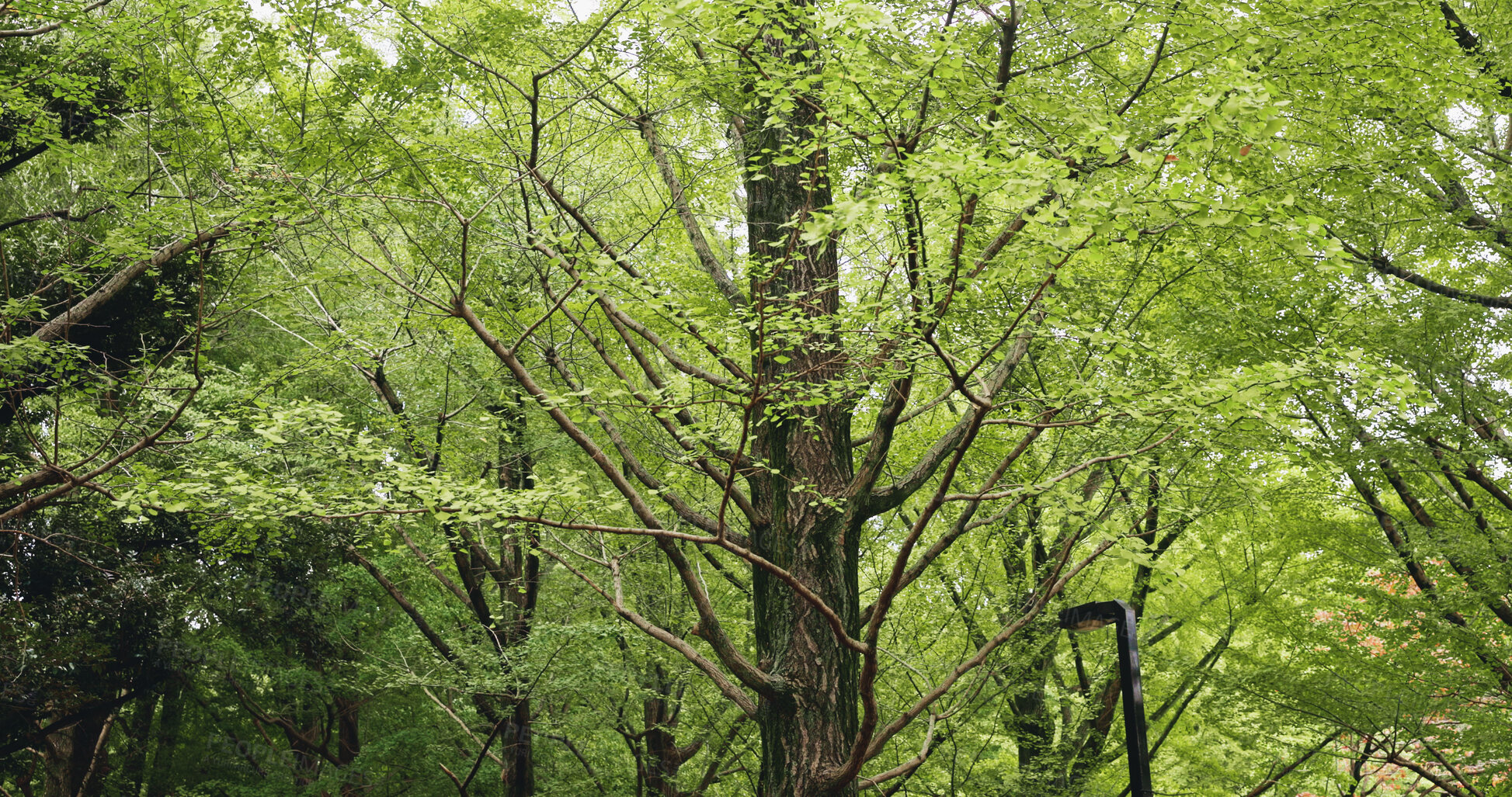 Buy stock photo Trees, green and nature of forest, empty and peace in environment, eco friendly and growth of branches. Outdoor, travel and scenery of woods, location and destination for holiday, park and Japan