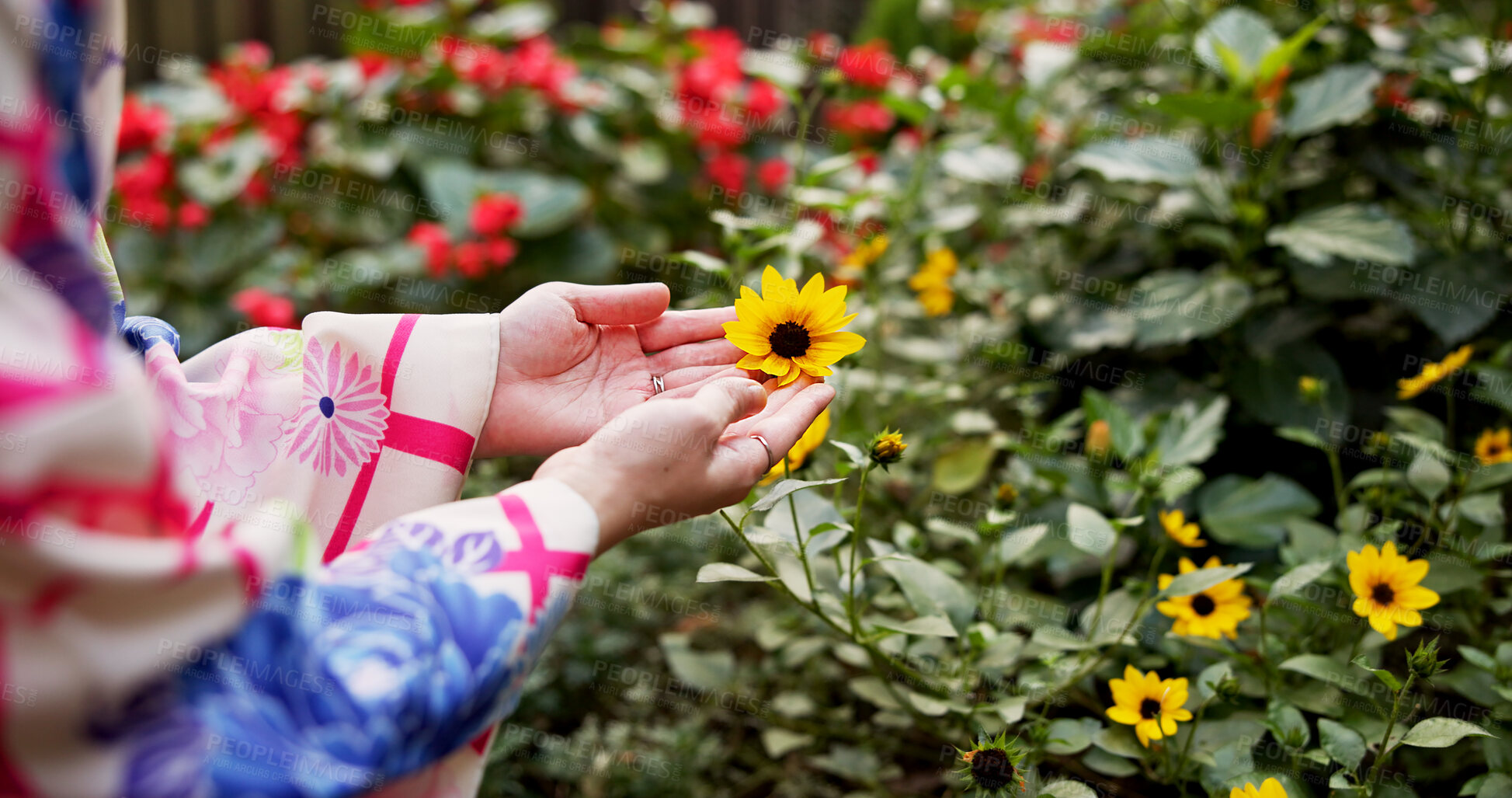 Buy stock photo Woman, hands and flower with kimono, nature and travel for journey and natural sustainability. Japanese person, cultural fashion and leaves or bushes with park, garden and outdoor walk for relaxation