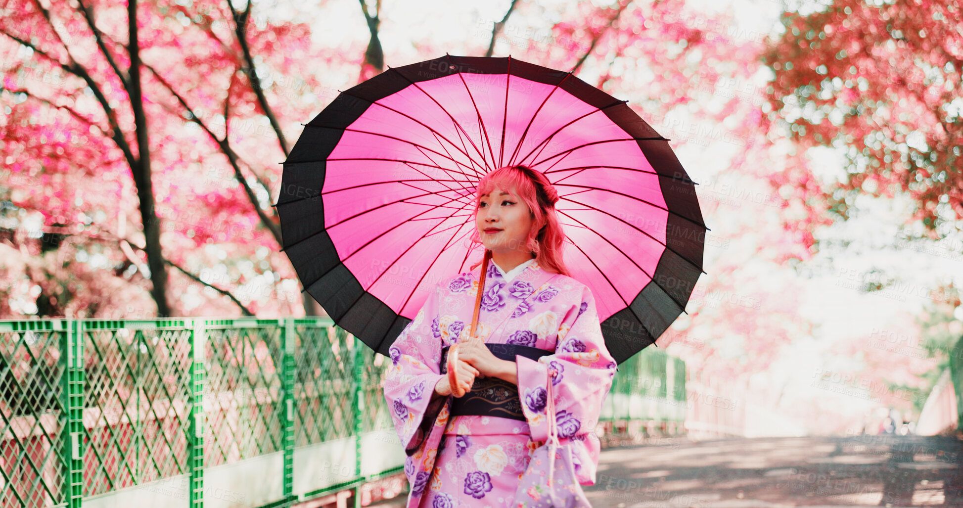 Buy stock photo Sakura, park and woman with kimono, umbrella or sightseeing on outdoor adventure. Fashion, spring and happy Japanese girl walking with traditional clothes, parasol or culture in cherry blossom garden