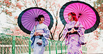 Cherry blossom, friends and girl with kimono, umbrella and sightseeing on outdoor adventure together. Culture, spring and Japanese women walking with traditional clothes, parasol and sakura garden