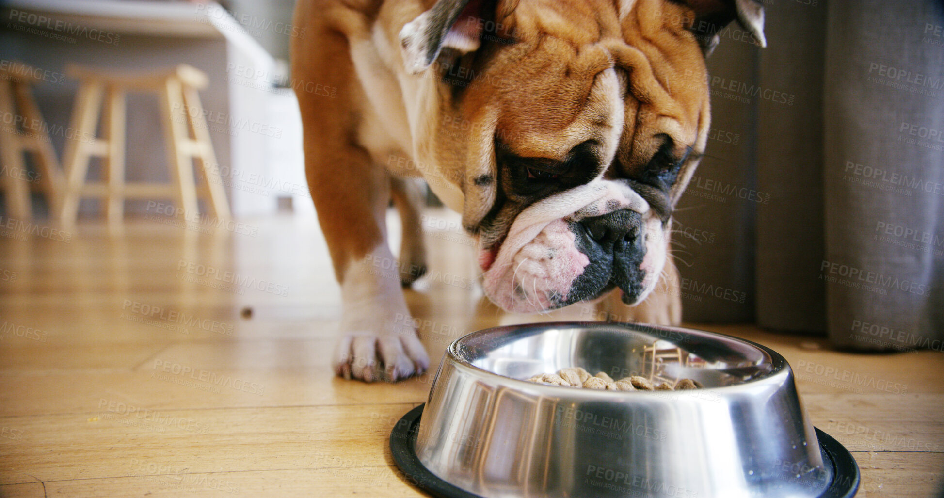 Buy stock photo Bowl, dog and eating food in home with purebred pet for breakfast, companionship or hunger. Animal, diet and nutrition with thoroughbred bulldog on wooden floor in home for dish, meal or snack