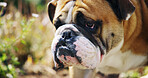 English bulldog, face and pet outdoor at garden for security, protection and funny. British canine, breed and animal in nature to relax, adoption and foster with cute companion at park in England