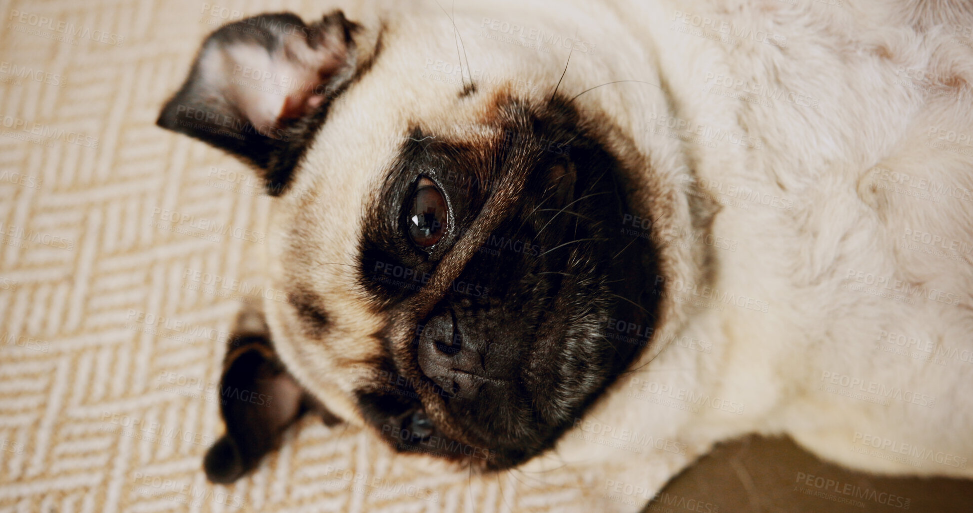 Buy stock photo Cute, relax and dog on floor in home for loyalty, companion or calm in living room on carpet. Sweet, chilling and comfortable pug puppy for pet or animal resting with peace on rug in apartment.