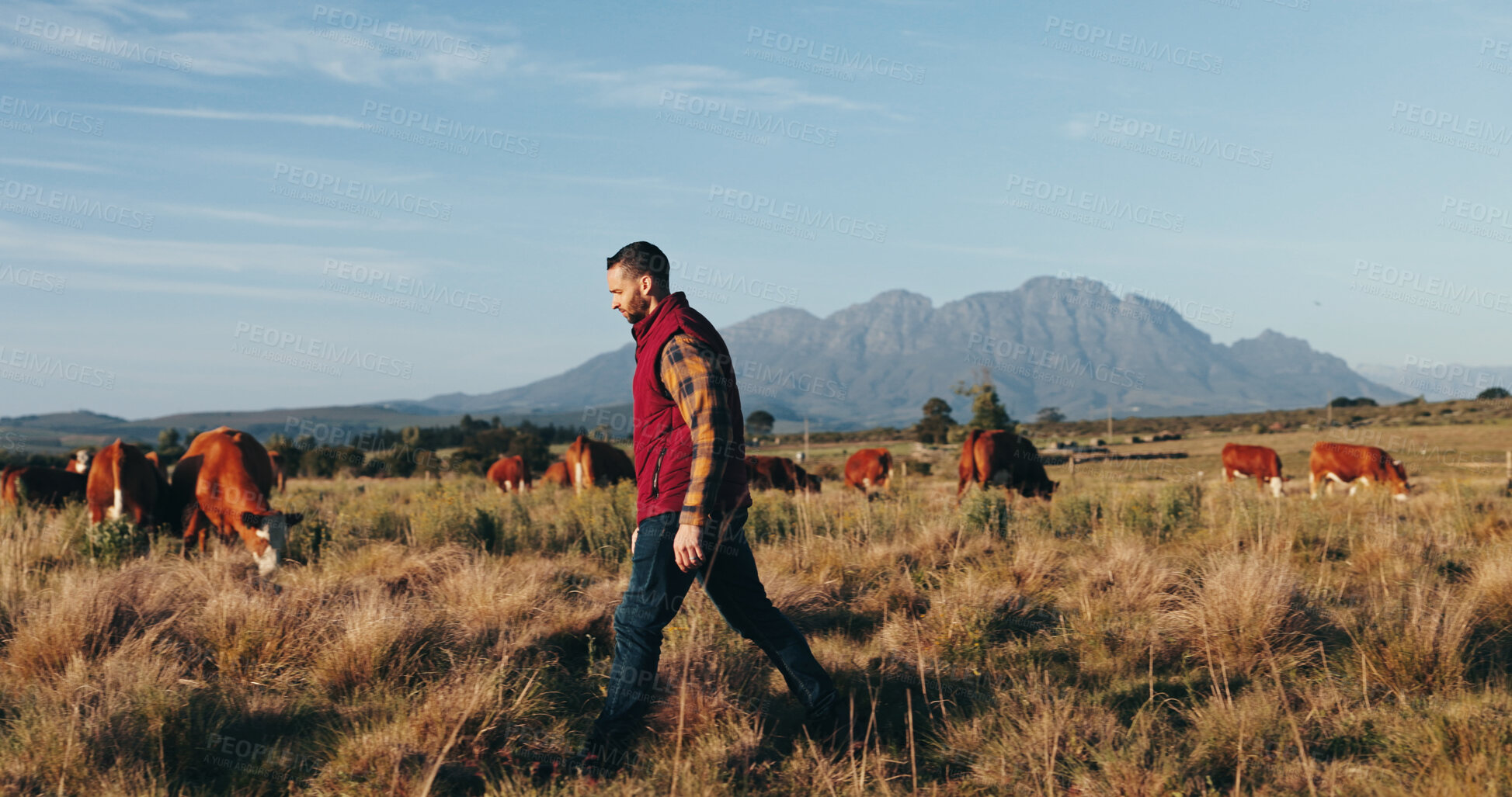 Buy stock photo Man, farmer and walking with livestock on grass field for natural production, agriculture or agro business in nature. Male person, animals and farmland with sustainability for faming in countryside