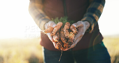 Buy stock photo Hands, sustainable and man with carrots on farm for agriculture, nutrition or produce business. Harvest, outdoor and closeup of male person with fresh vegetables for food production in countryside.