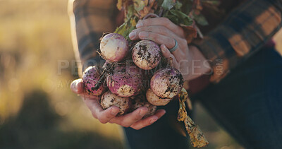 Buy stock photo Hands, sustainable and man with radish on farm for agriculture, nutrition or produce business. Organic, outdoor and closeup of male person with fresh vegetables for food production in countryside.