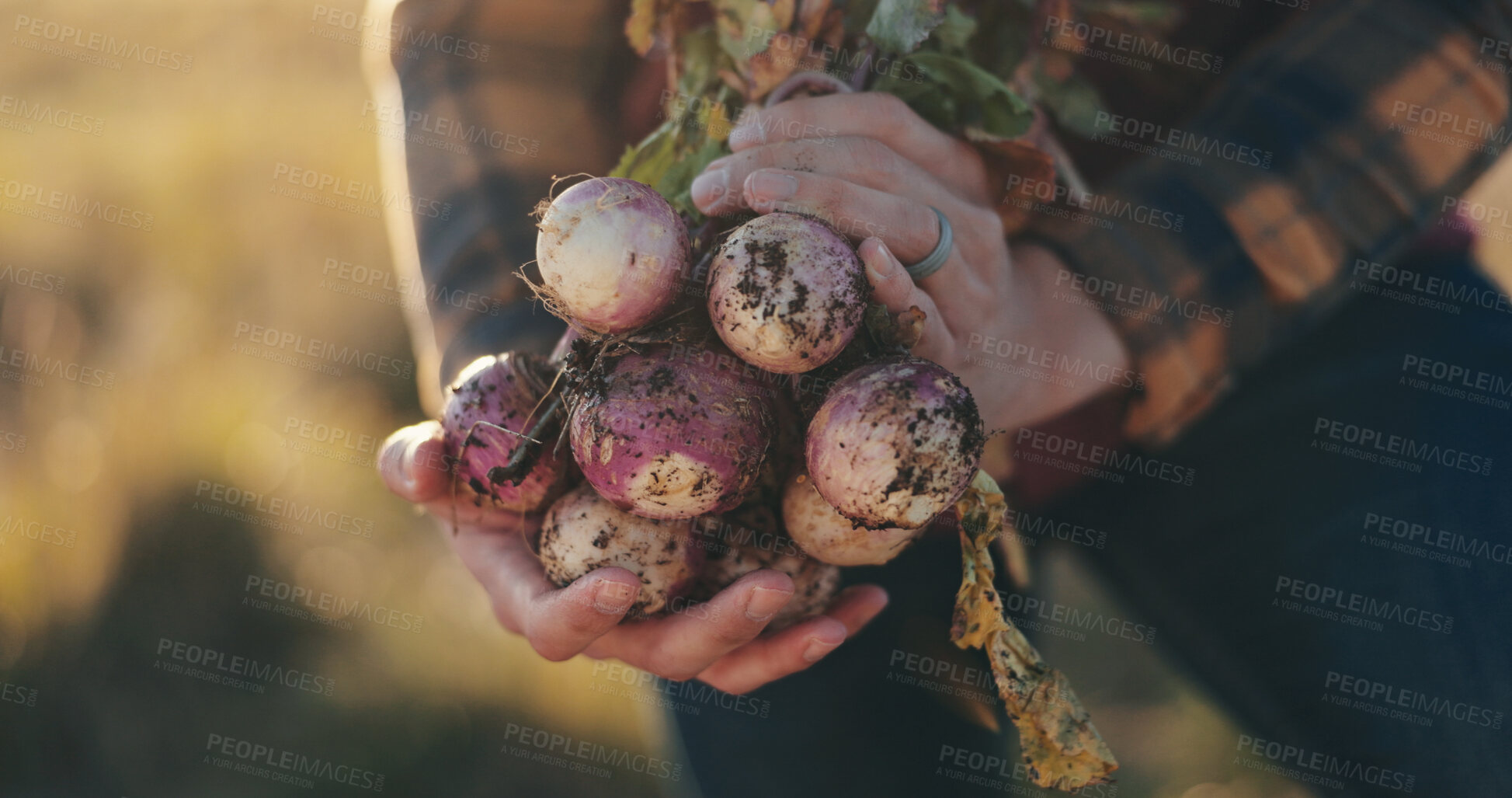 Buy stock photo Hands, sustainable and man with radish on farm for agriculture, nutrition or produce business. Organic, outdoor and closeup of male person with fresh vegetables for food production in countryside.