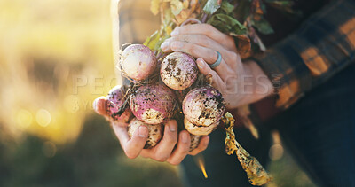 Buy stock photo Hands, nature and man with radish on farm for agriculture, nutrition or produce business. Organic, outdoor and closeup of male person with sustainable vegetables for food harvest in countryside.