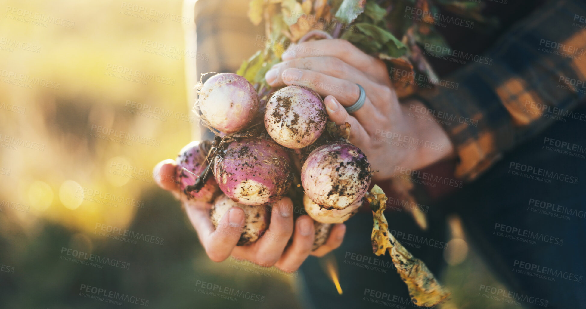 Buy stock photo Hands, nature and man with radish on farm for agriculture, nutrition or produce business. Organic, outdoor and closeup of male person with sustainable vegetables for food harvest in countryside.