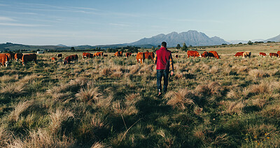 Buy stock photo Man, back and farmer with livestock on grass field for natural production, agriculture or agro business in nature. Male person, animals and farmland with sustainability for faming in countryside