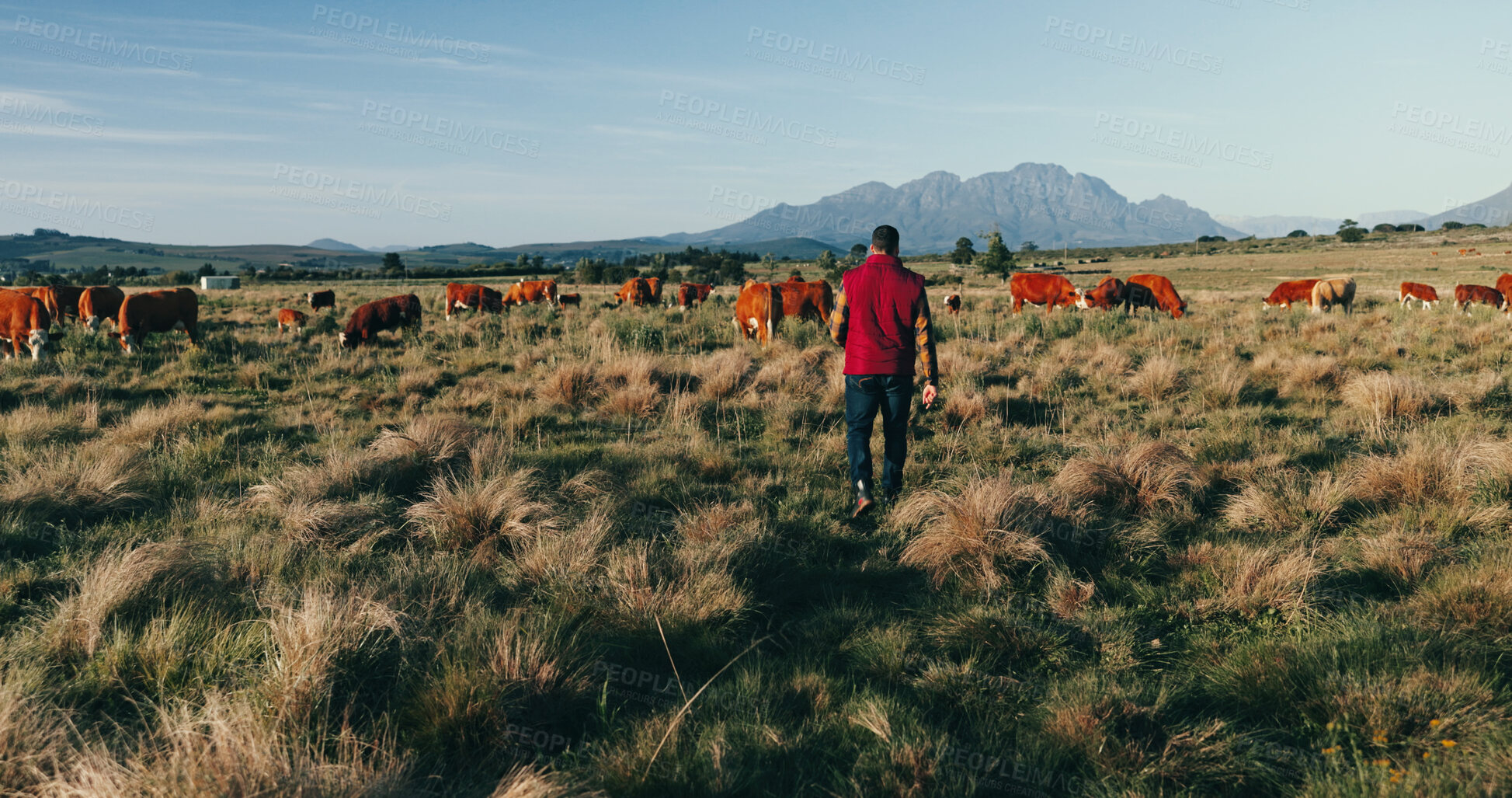 Buy stock photo Man, back and farmer with livestock on grass field for natural production, agriculture or agro business in nature. Male person, animals and farmland with sustainability for faming in countryside
