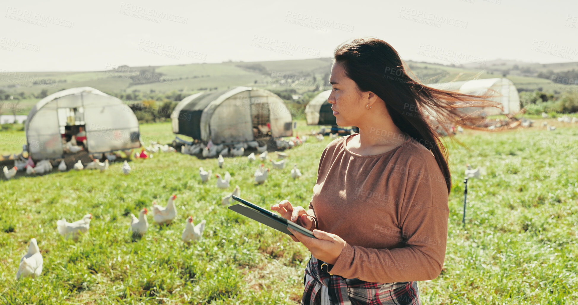 Buy stock photo Woman, farmer and tablet for thinking on chickens, agriculture and chat to client for organic deal. Female person, outdoor and online for sustainable production ideas, animals and plan export on app