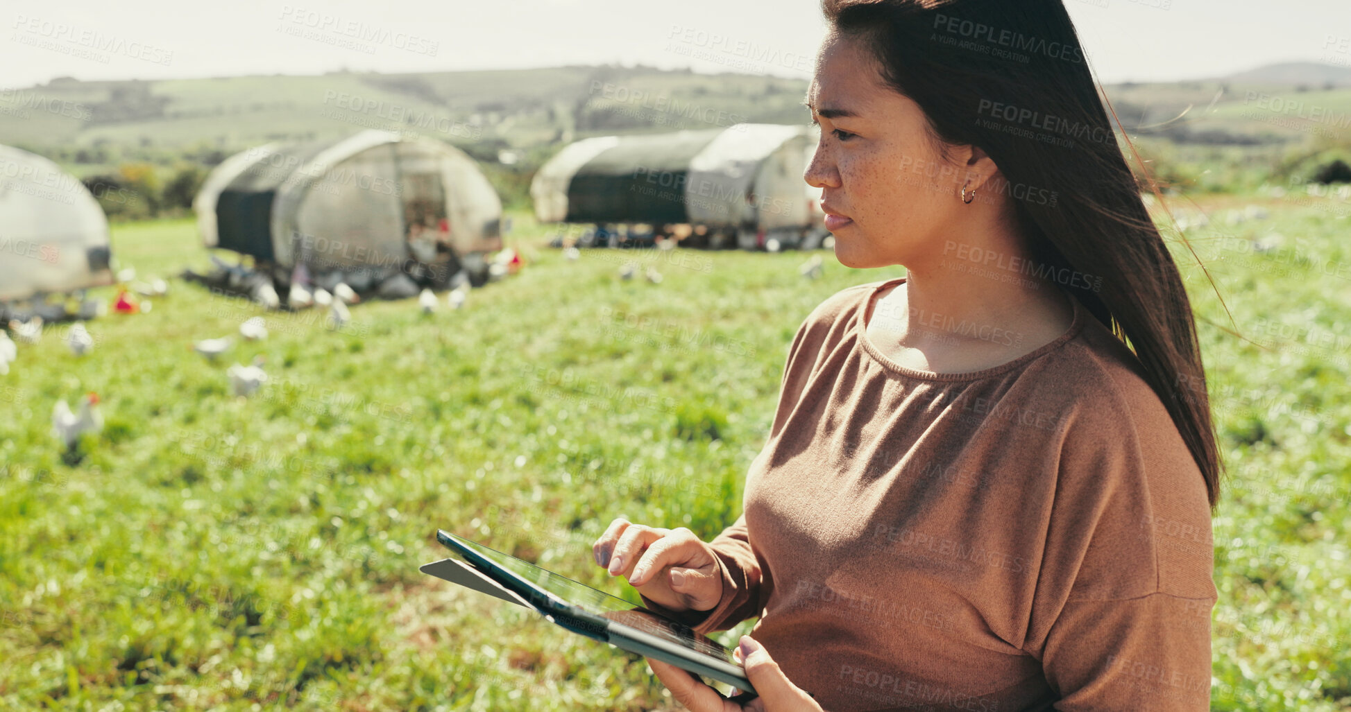 Buy stock photo Woman, farmer and tablet on chicken farm, agriculture and chat to client for organic dairy deal. Female person, outdoor and online for thinking on sustainable production, animals and plan export