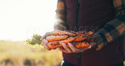 Buy stock photo Hands, nature and man with carrots on farm for agriculture, nutrition or produce business. Organic, harvest and closeup of male person with fresh vegetables for sustainable food in countryside.