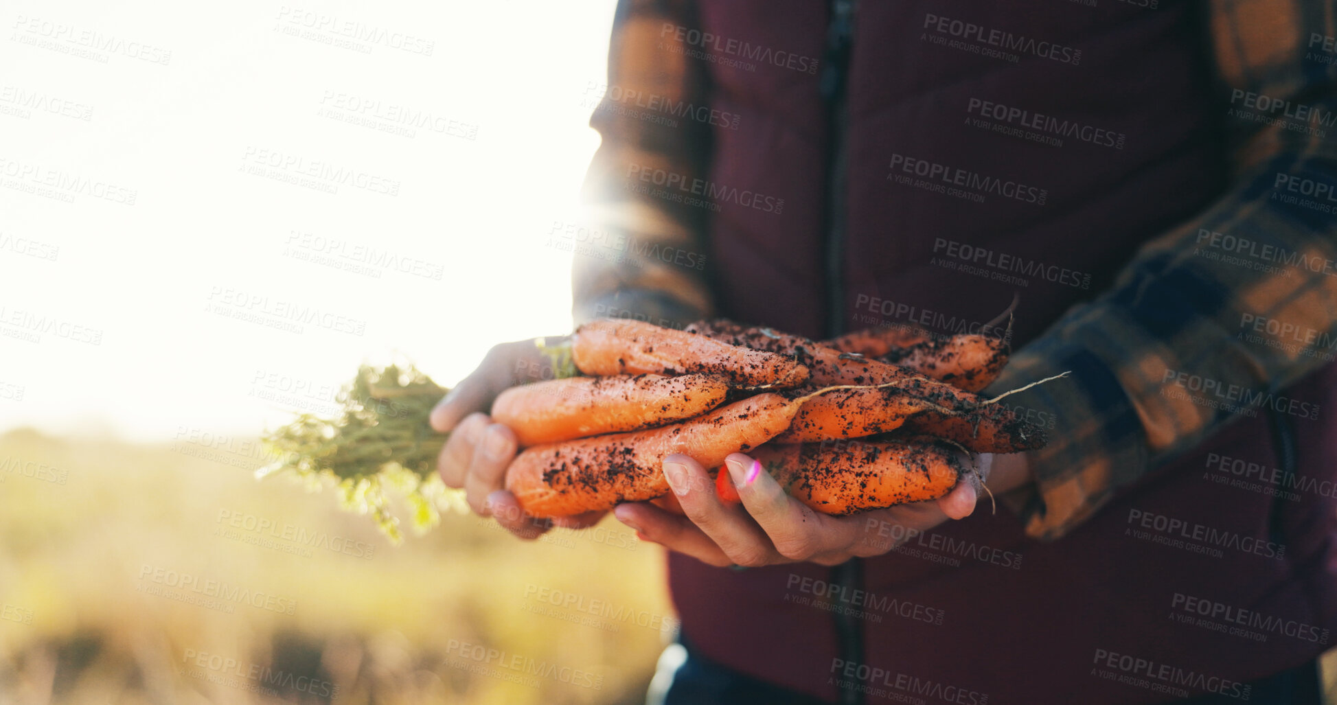 Buy stock photo Hands, nature and man with carrots on farm for agriculture, nutrition or produce business. Organic, harvest and closeup of male person with fresh vegetables for sustainable food in countryside.