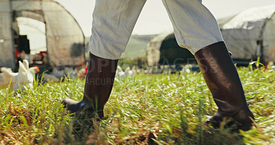 Buy stock photo Legs, outdoor and chicken farm with person, inspection and walk on grass for meat, feather or egg production. Farmer, agriculture and field for poultry, animal or birds with sustainability in Spain