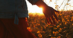 Sunset, hand and touch flowers on holiday, vacation or tourism relax outdoor at field. Travel, fingers and woman with plants in garden, countryside or back on adventure for freedom in nature closeup