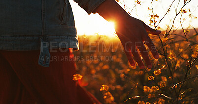 Buy stock photo Sunset, hand and touch flowers on holiday, vacation or tourism relax outdoor at field. Travel, fingers and woman with plants in garden, countryside or back on adventure for freedom in nature closeup