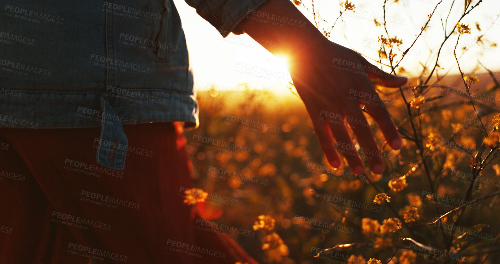 Buy stock photo Sunset, hand and touch flowers on holiday, vacation or tourism relax outdoor at field. Travel, fingers and woman with plants in garden, countryside or back on adventure for freedom in nature closeup