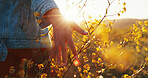 Sunset, hand and touch flowers in nature on holiday, vacation and tourism outdoor for relax. Travel, fingers and woman with plants in garden, countryside and back on adventure for freedom closeup