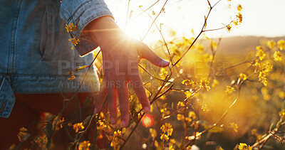 Buy stock photo Sunset, hand and touch flowers in nature on holiday, vacation and tourism outdoor for relax. Travel, fingers and woman with plants in garden, countryside and back on adventure for freedom closeup