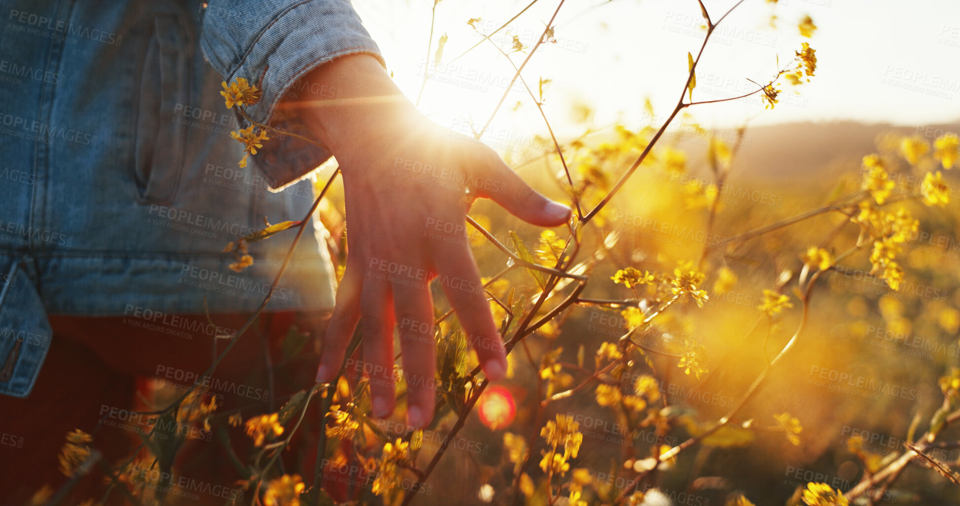 Buy stock photo Sunset, hand and touch flowers in nature on holiday, vacation and tourism outdoor for relax. Travel, fingers and woman with plants in garden, countryside and back on adventure for freedom closeup