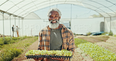 Buy stock photo Greenhouse, plants and portrait of black man on farm for agriculture, sustainability and growth. Environment, summer and eco friendly with mature person field inspection, quality control and health