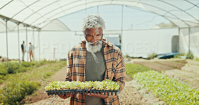 Buy stock photo Greenhouse, plants and growth with black man on farm for agriculture, sustainability and crops. Environment, summer and eco friendly with mature person field inspection, quality control and health