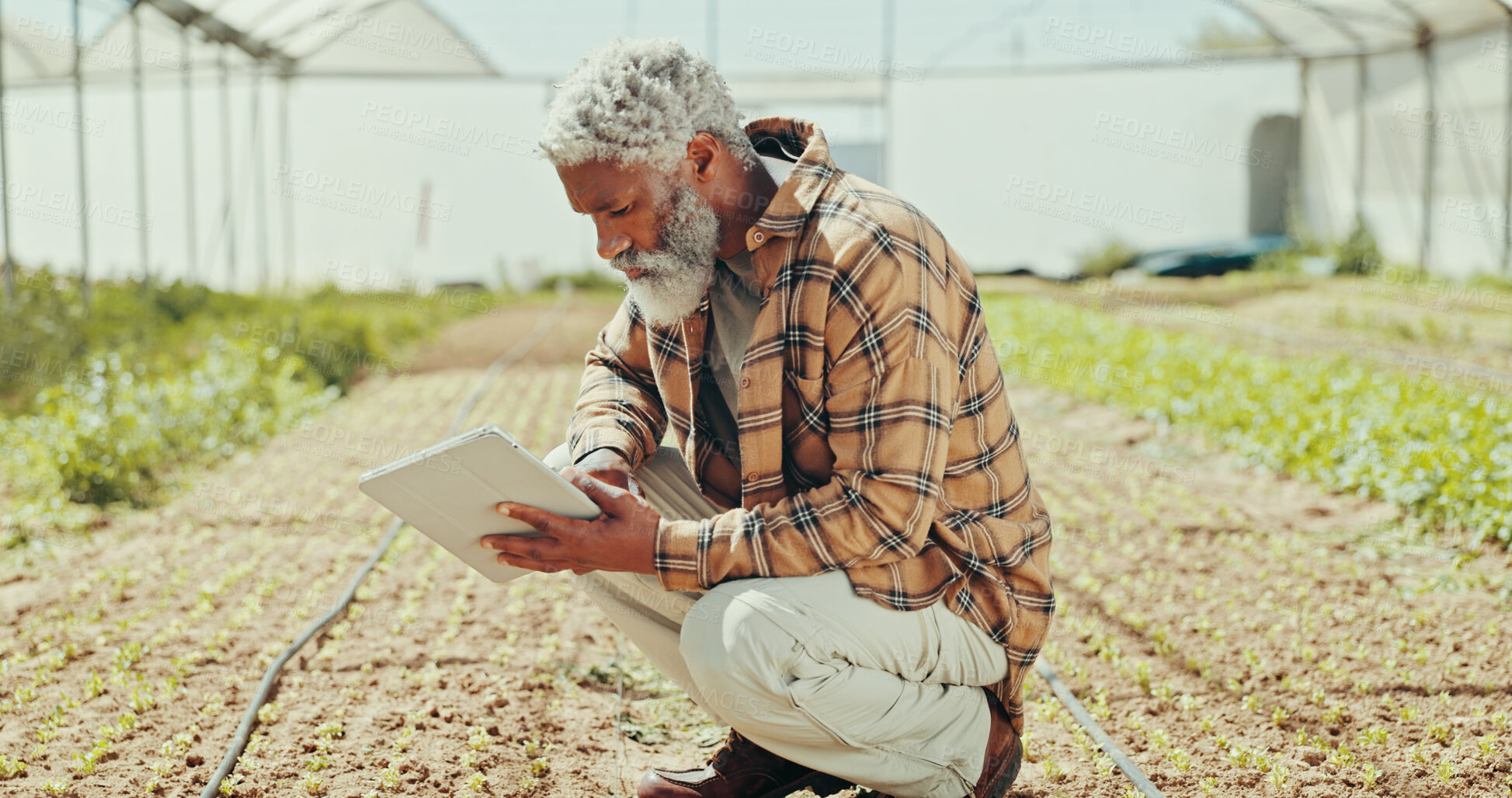 Buy stock photo Greenhouse, field and tablet with black man on farm for agriculture, sustainability and growth. Environment, summer and eco friendly with mature person for plant inspection, quality control or health
