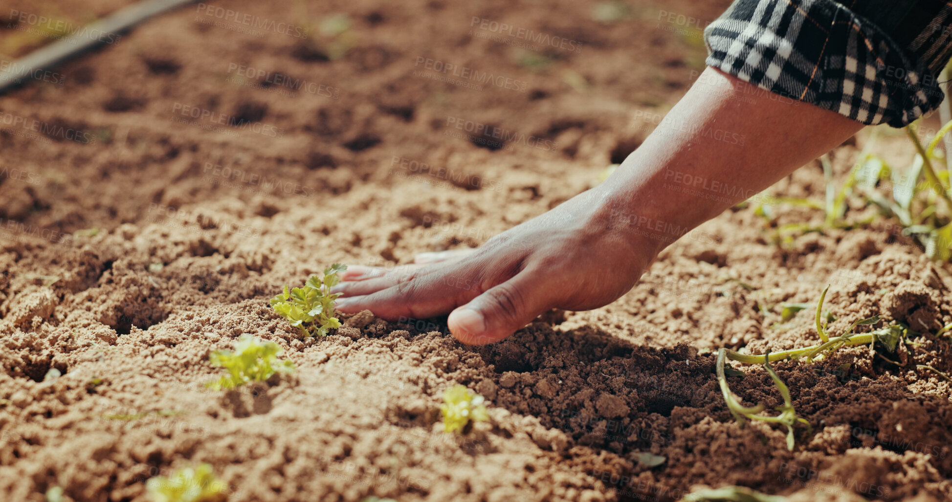 Buy stock photo Growth, gardening and hand with soil, sustainability and gardener in environment, agriculture and nature. Planting, sapling and fertilizer for plants, person and eco friendly for sprout and ecology