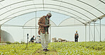 Greenhouse, sustainability and tablet with man on farm for field, agriculture and growth. Environment, summer and eco friendly with mature person for plant inspection, quality control or health