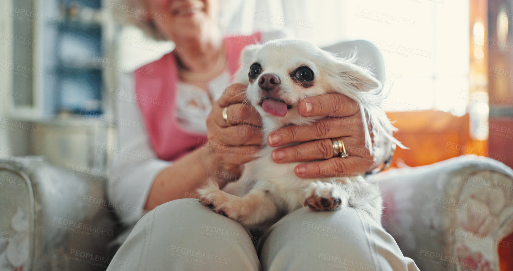 Buy stock photo Dog, senior hands and living room for companion, loyalty and affection as emotional support animal. Puppy, elderly person and attention for wellness, pet care and bonding as together in nursing home