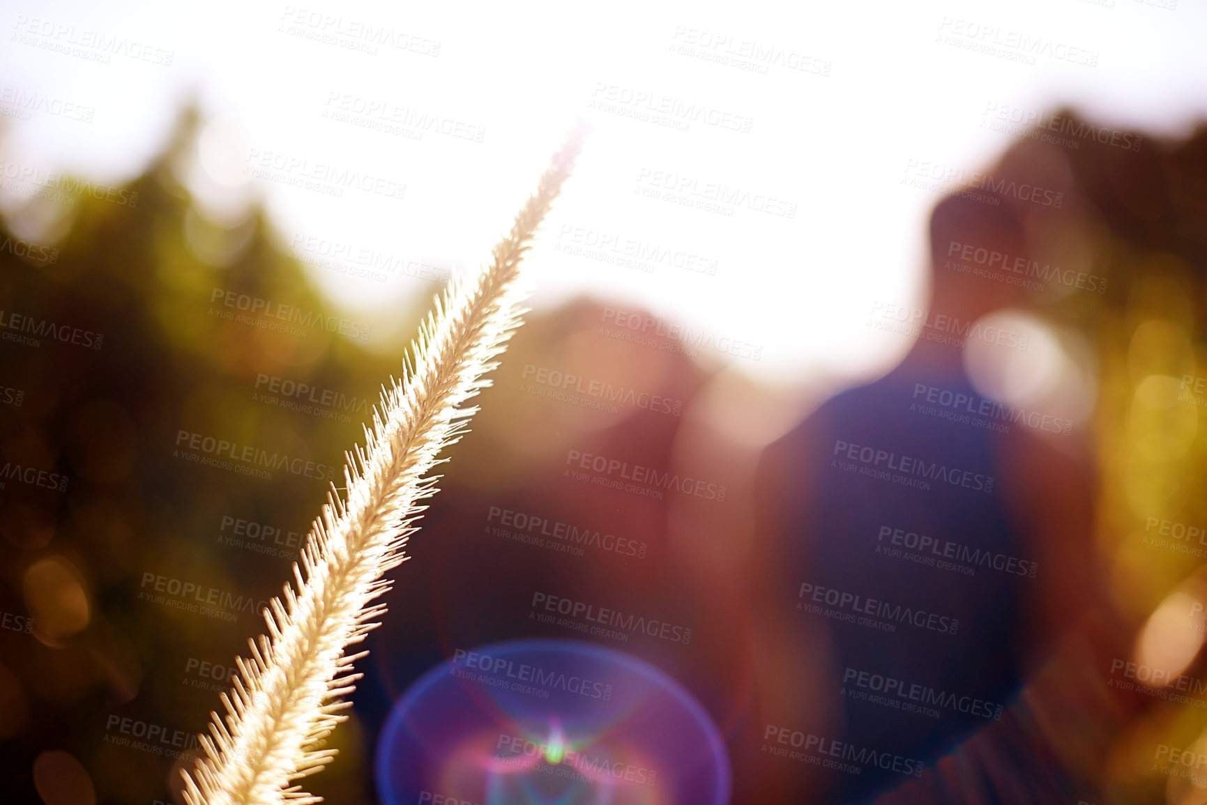 Buy stock photo Sustainable, nature and leaf of wheat in field for harvest, growth or food outdoor in environment. Agriculture, lens flare and closeup of grain plant on rice farm for organic ecology in countryside.