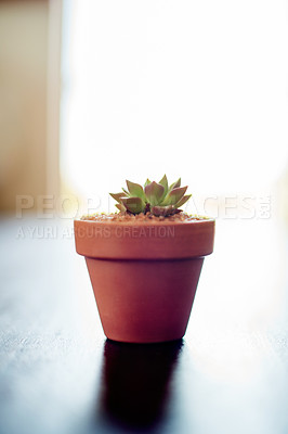 Buy stock photo Home, sunlight and pot plant on table for decoration, environment and sustainability by window. Nature, flowerpot and succulent in house for natural aesthetic, air quality and low maintenance growth