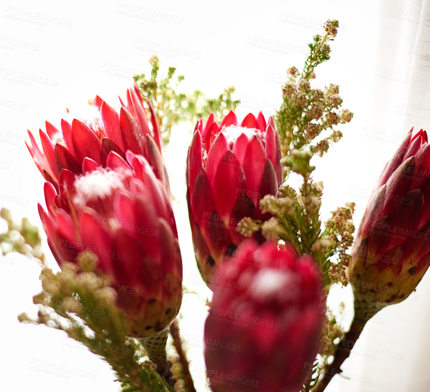 Buy stock photo Closeup, natural protea and flower with plant for healing properties, eco friendly decoration and arrangement. Sustainability, red petals and floral blossom with blooming season on studio background