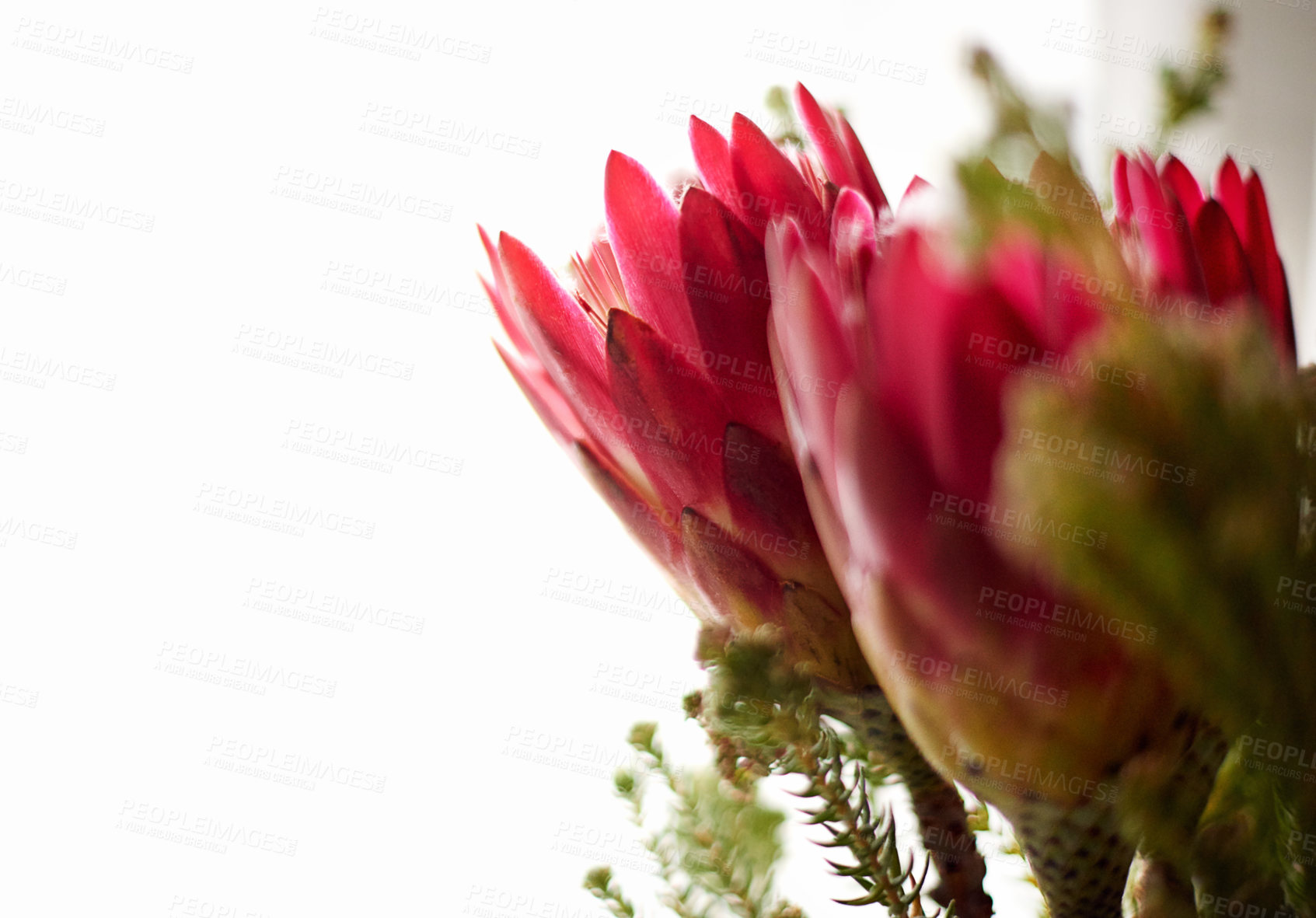 Buy stock photo Protea, flowers and home for natural sustainability, mockup space and decoration in living room. Plants, eco friendly blooming and morning leaves in apartment, floral growth and houseplant for calm