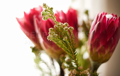 Buy stock photo Roses, flowers and red proteas with zen for spa, beauty salon or fragrance for calm relaxation. Closeup, empty or organic bouquet for natural sustainability, decor or petals with nature at resort