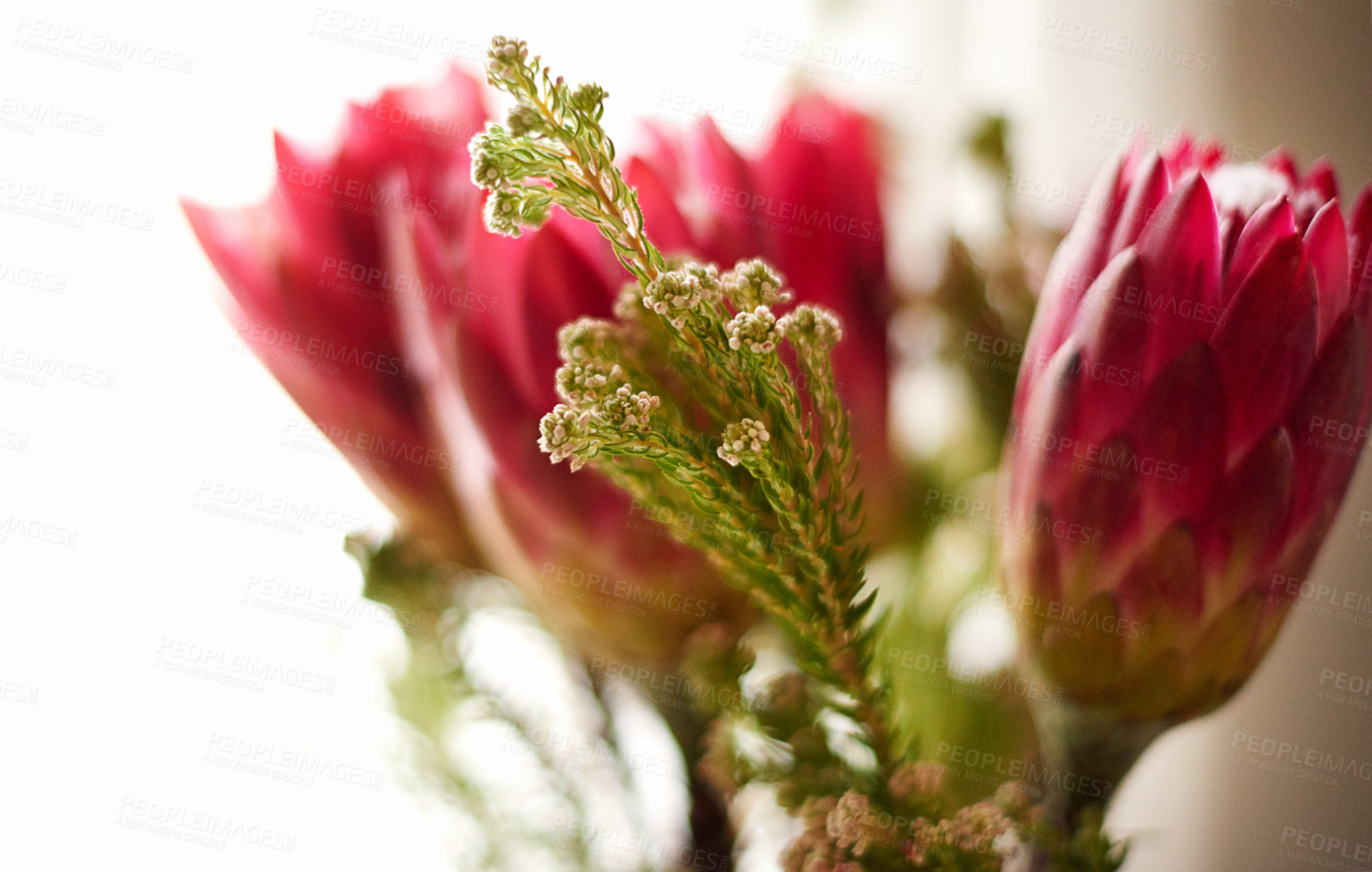Buy stock photo Roses, flowers and red proteas with zen for spa, beauty salon or fragrance for calm relaxation. Closeup, empty or organic bouquet for natural sustainability, decor or petals with nature at resort