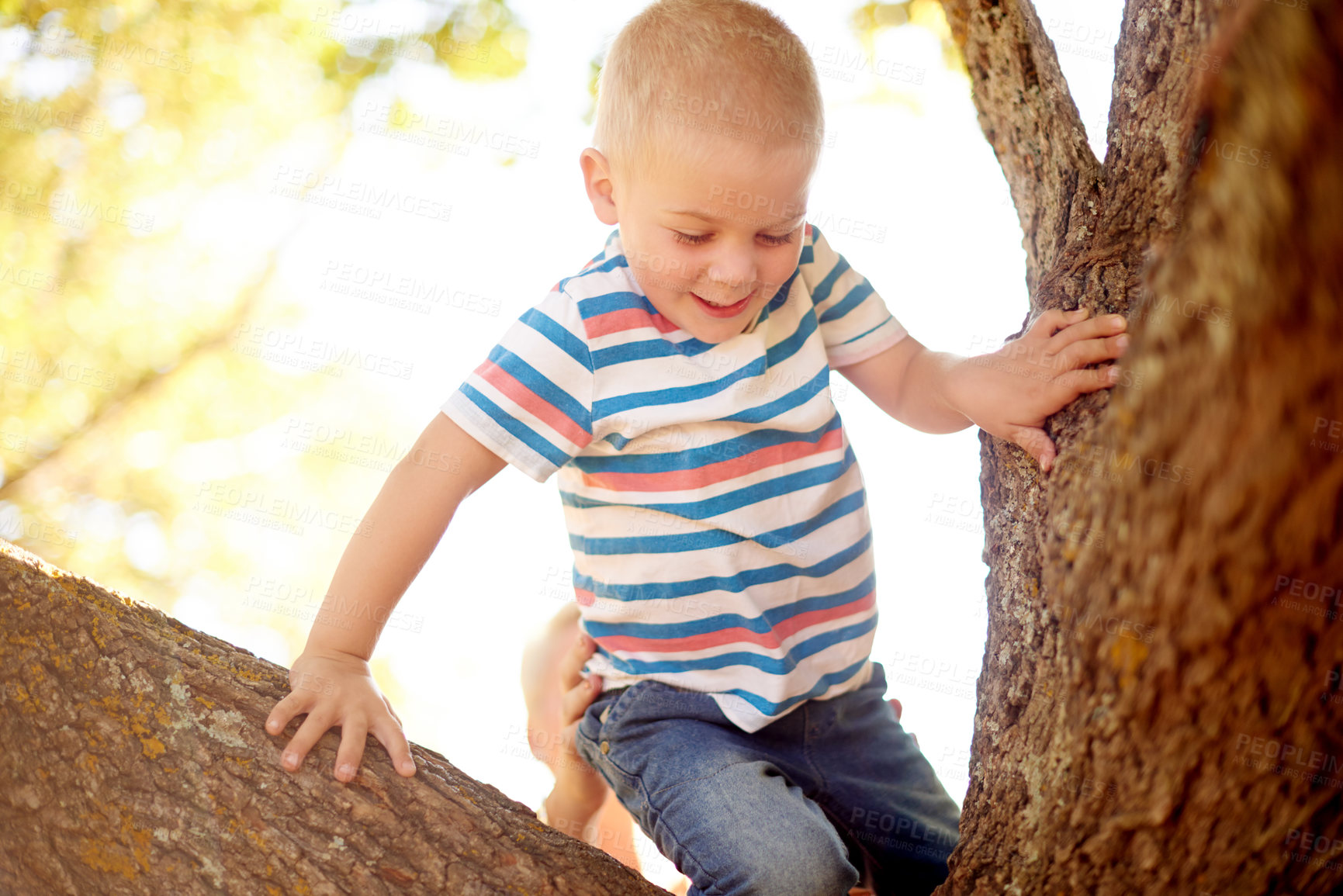 Buy stock photo Happy, climbing and child in tree at park for playing, childhood and adventure outdoors. Nature, sunlight and young boy in branches for youth development with activity, fun and explore in morning