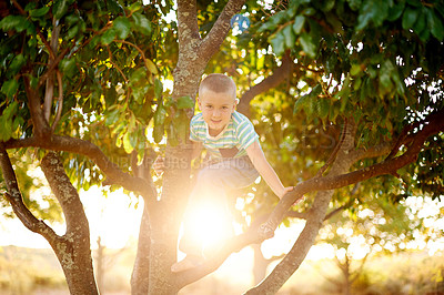 Buy stock photo Happy, climbing and portrait of child in tree for playing, childhood and adventure outdoors. Nature, sunlight and young boy in branches for youth development with activity, fun and explore in park