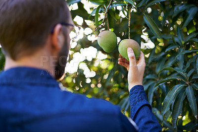 Buy stock photo Nature, farm and man with mango on tree in orchard for growth, harvest and organic produce. Agriculture, sustainability and person with fruit for inspection, nutrition and healthy food in countryside